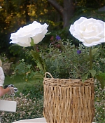 PIL_S1x12_2812329.jpg